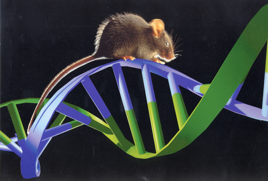 GB 14922—2022《實驗動物 微生物、寄生蟲學等級及監(jiān)測》 標準解讀(圖12)